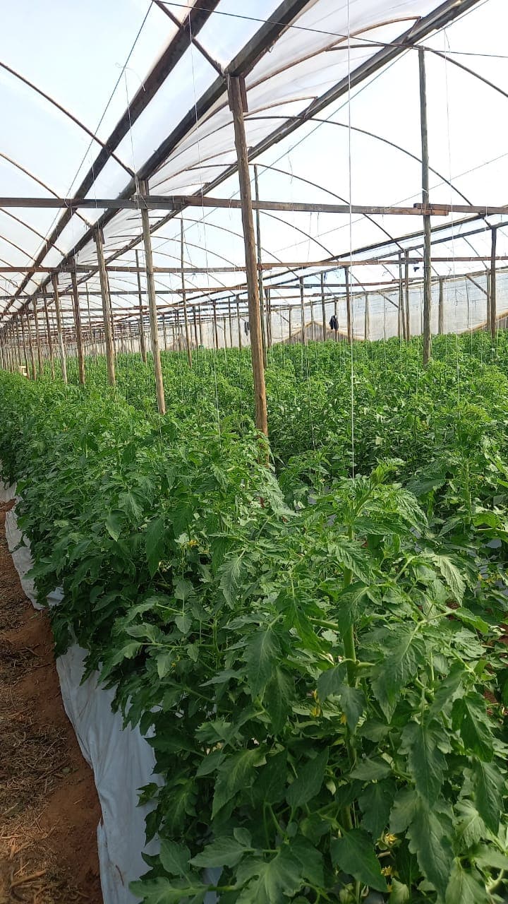 Horticultura