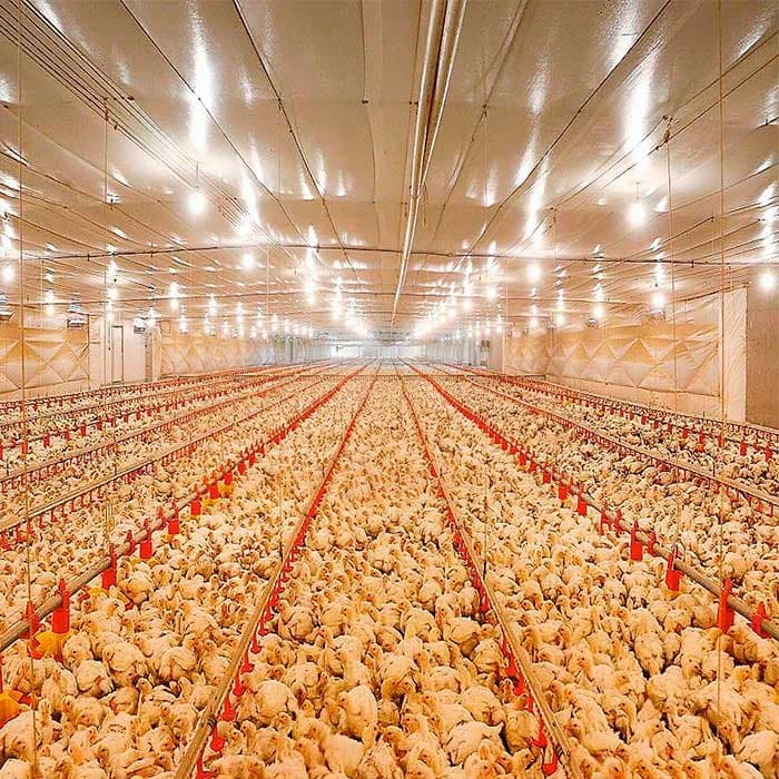 Tejido Aviar para control climático