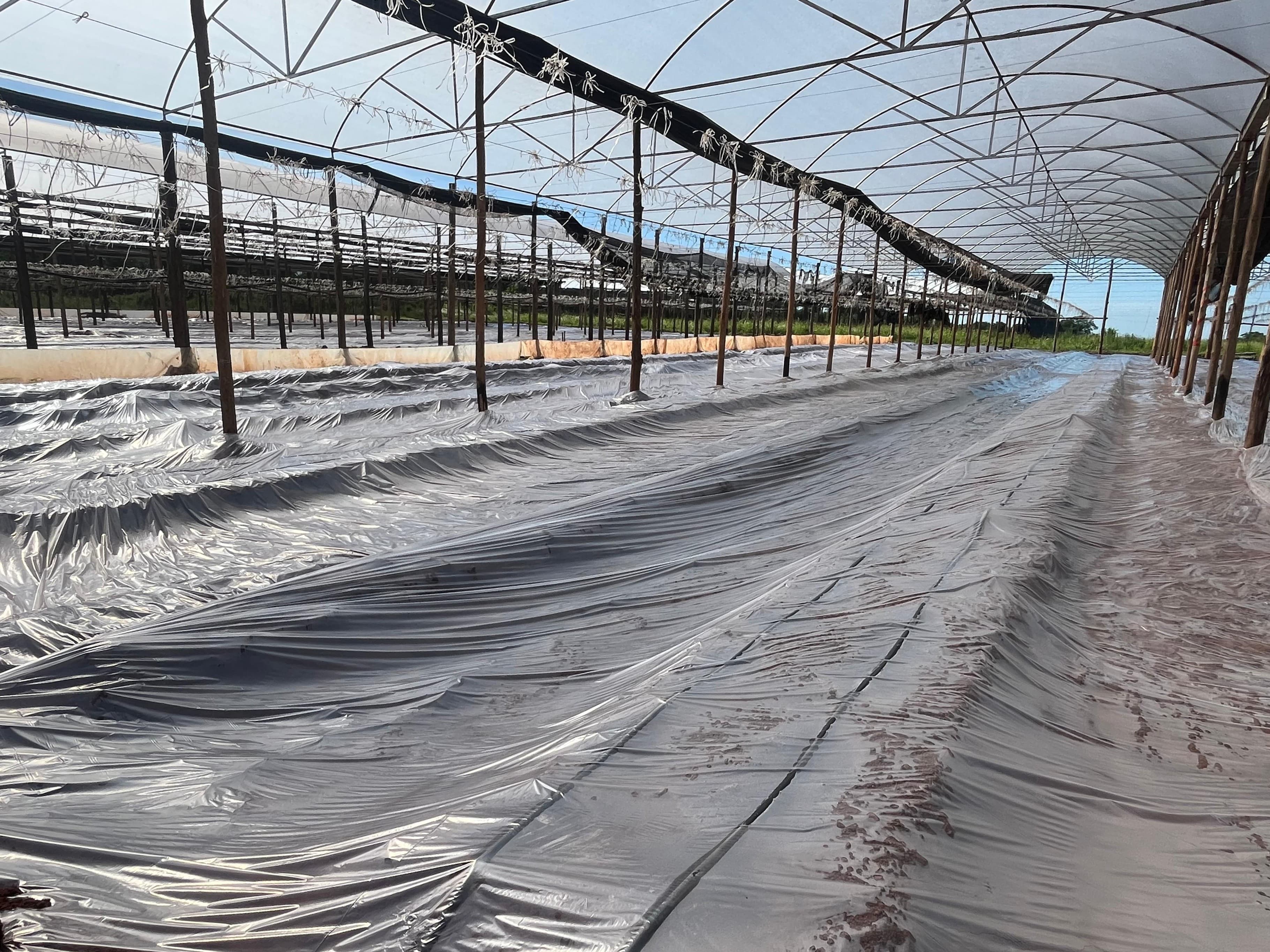 Mantas de Solarización