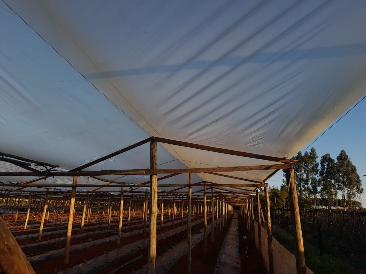 Mantas para Cultivo imagen 1