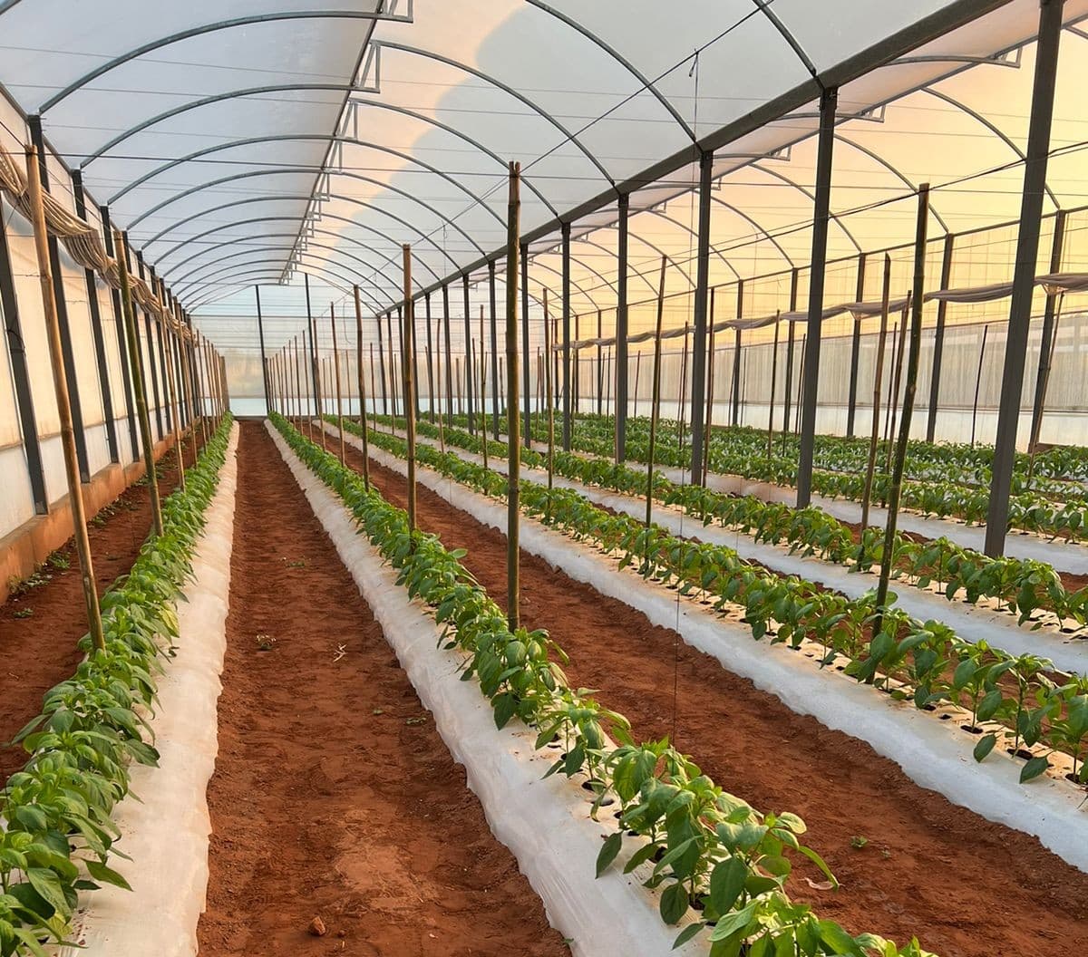 Películas para Invernadero imagen 1